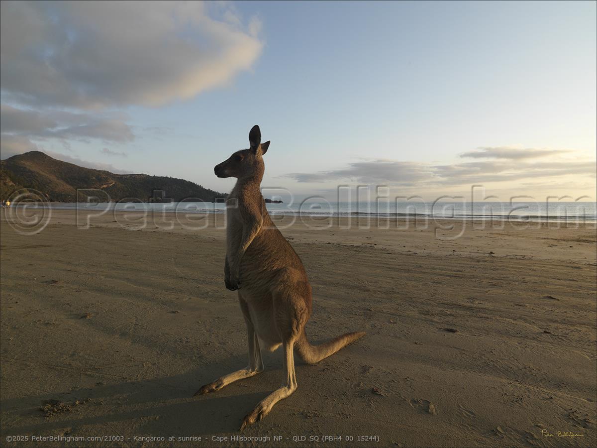 Peter Bellingham Photography Kangaroo at sunrise - Cape Hillsborough NP - QLD SQ (PBH4 00 15244)